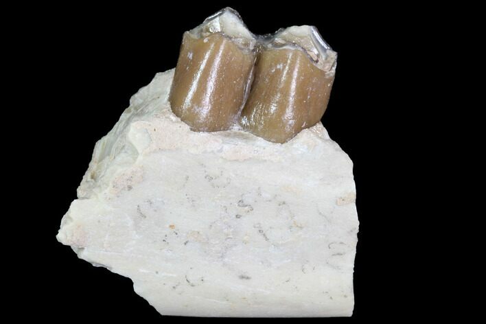 Oligocene Ruminant (Leptomeryx) Jaw Section #91115